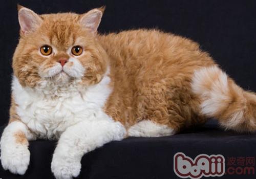 塞尔凯克卷毛猫 塞尔凯克卷毛猫