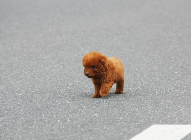 泰迪犬的養(yǎng)護知識