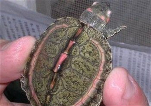 粉红圈锯背龟的生活环境布置