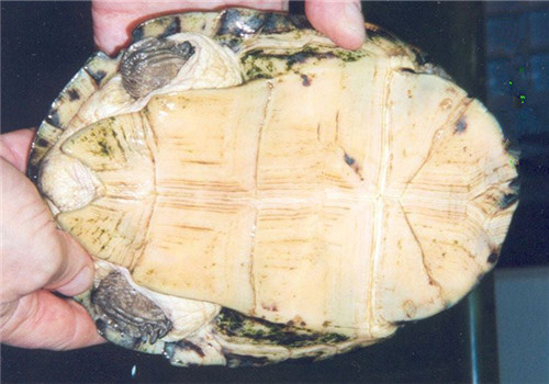 非洲棱背泥龜的形態特征