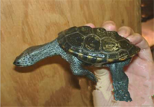 佛罗里达东部钻纹龟的外貌特点
