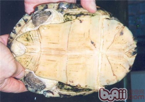 非洲棱背泥龟的形态特征