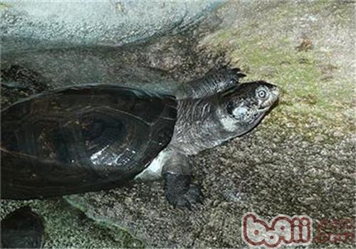 非洲棱背泥龟的品种简介