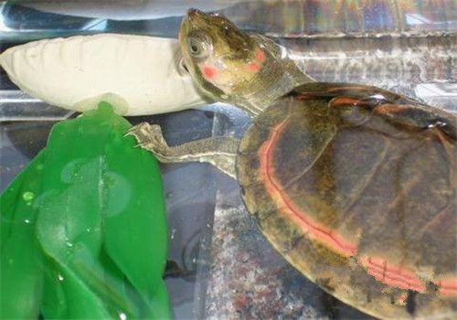 粉红圈锯背龟的品种简介