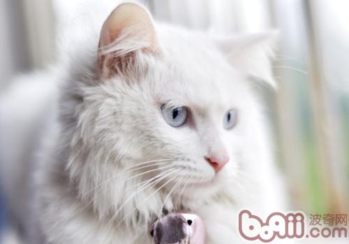 山东狮子猫 山东狮子猫