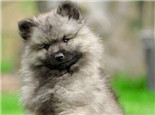 荷蘭毛獅犬的形態特征