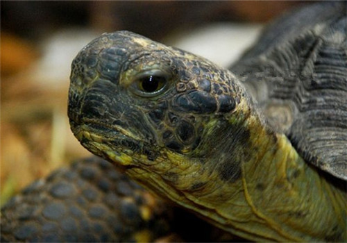 哥法地鼠龟的外貌特征