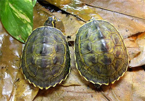 冠背龟的品种简介