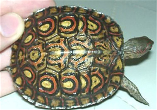 哥斯達黎加木紋龜的養護要點