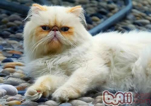 喜马拉雅猫 喜马拉雅猫