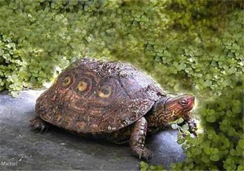哥斯达黎加木纹龟的食物选择