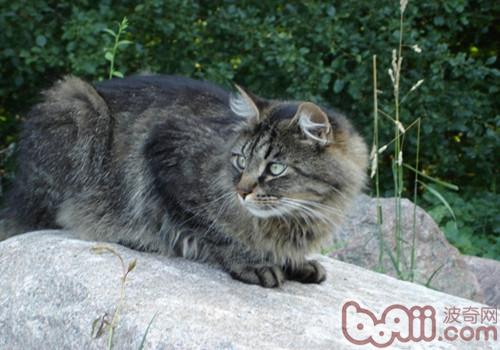 西伯利亞森林貓的形態特征