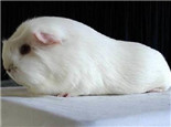 白色凤冠天竺鼠的品种简介