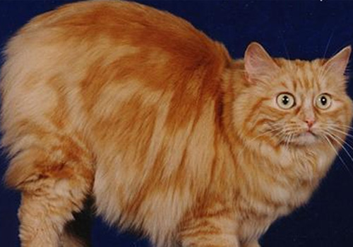威爾士貓的形態特征