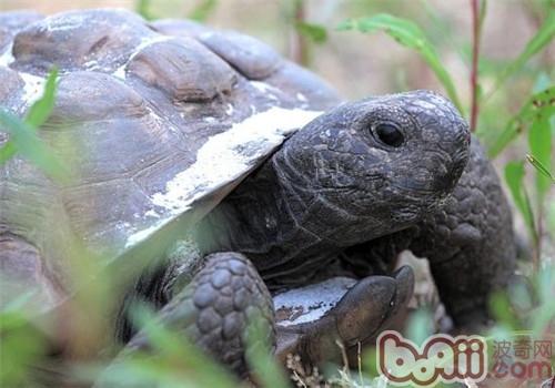 哥法地鼠龜的養護要點