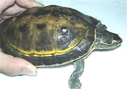 冠背龟的饲养方法