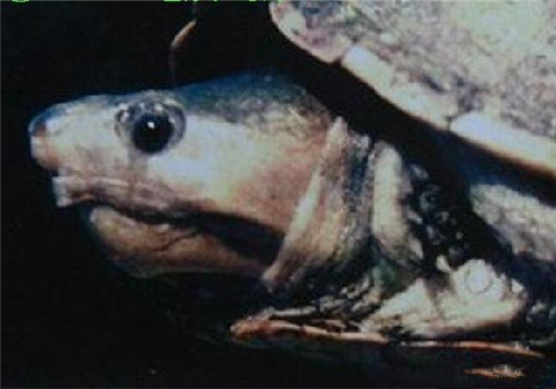 哥倫比亞泥龜的外貌特征