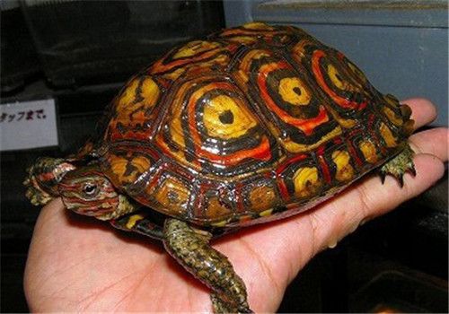 哥斯达黎加木纹龟的环境布置