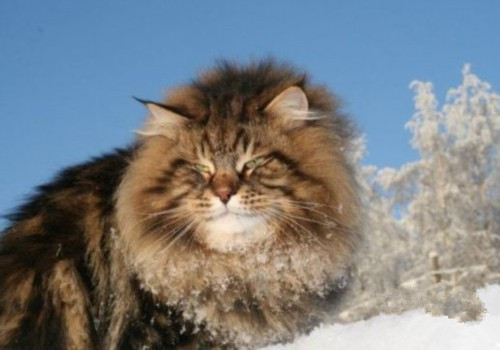 西伯利亞森林貓的喂食要求
