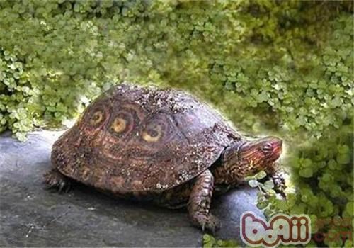 哥斯达黎加木纹龟的食物选择