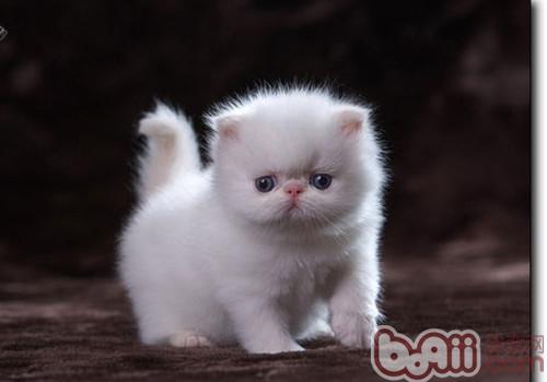 喜马拉雅猫 喜马拉雅猫