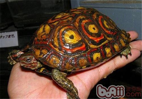哥斯达黎加木纹龟的环境布置