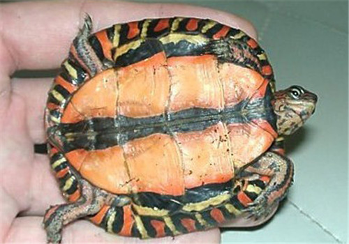 哥斯達黎加木紋龜的形態特征