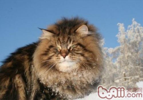 西伯利亞森林貓的喂食要求