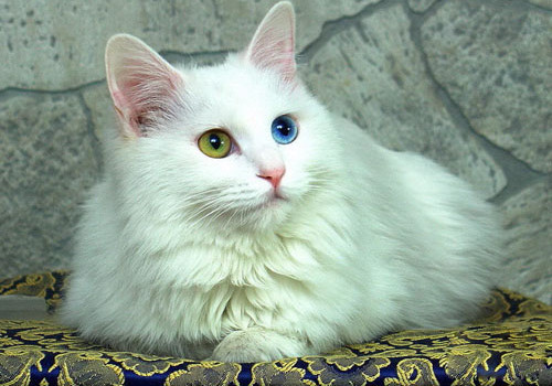土耳其安哥拉貓的養護知識