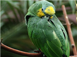 橙翅亚马逊鹦鹉的饲养环境