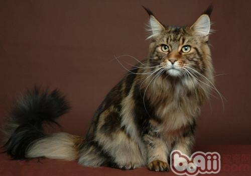 西伯利亞森林貓的性格特點