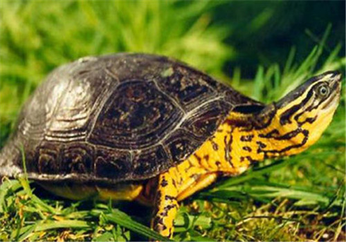 哥伦比亚木纹龟的品种简介