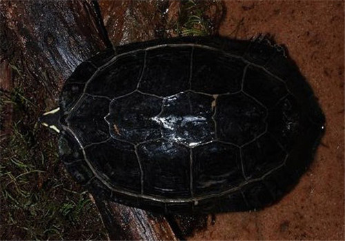 哥伦比亚木纹龟的养护及繁殖要点
