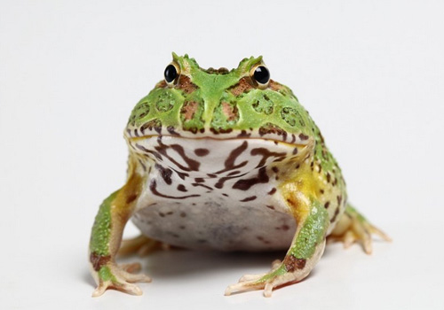 钟角蛙的养护知识