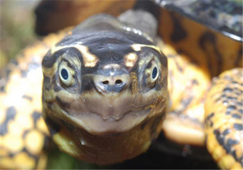 哥伦比亚木纹龟的喂食方法