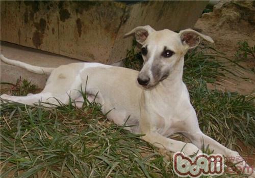 惠比特犬 惠比特犬