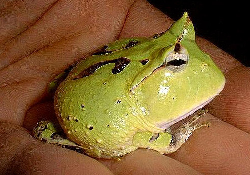 钟角蛙的品种简介