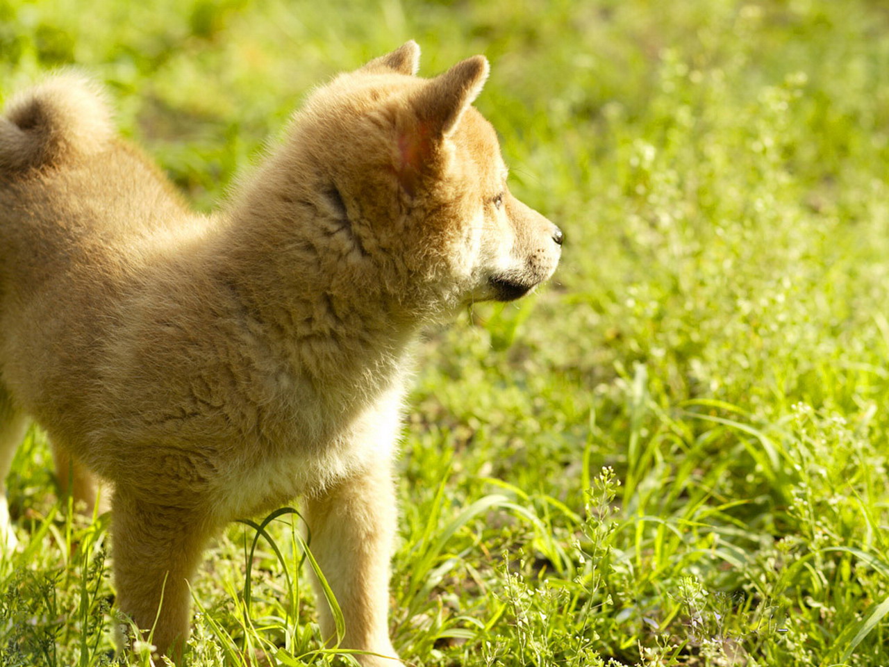 柴犬的養(yǎng)護(hù)知識(shí)