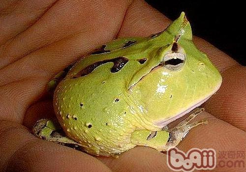 钟角蛙的品种简介