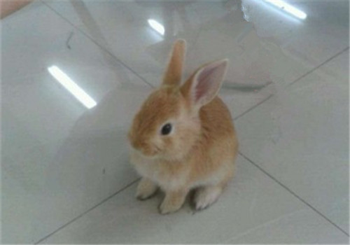 柏鲁美路兔的外形特征