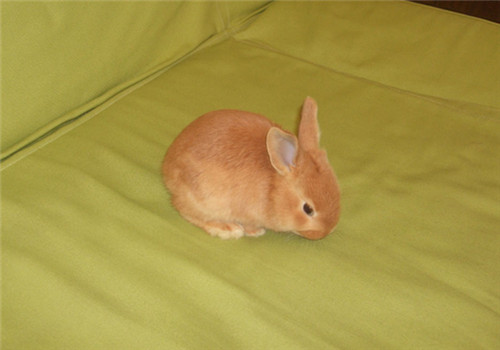 柏鲁美路兔的饲养环境布置