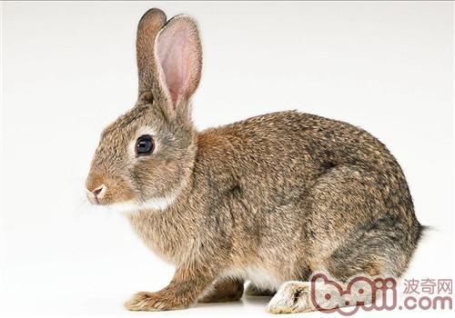 比利时兔的品种简介|小宠品种-波奇网百科大全