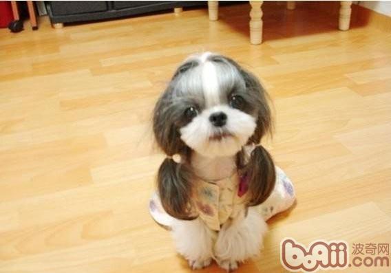 西施犬 西施犬