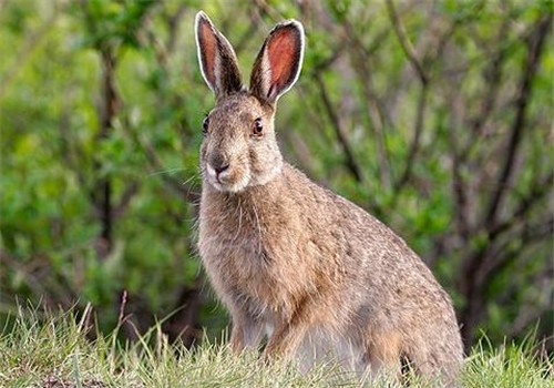 比利时兔的外貌特征