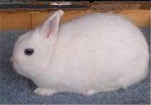波兰兔对环境的要求