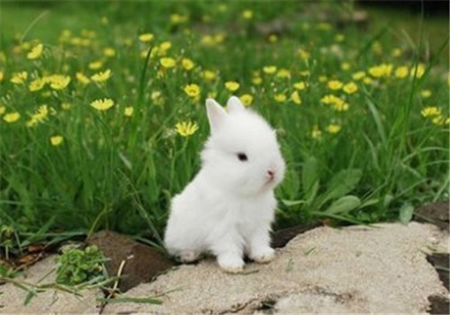 波兰兔的外貌特征|兔子品种-波奇网百科大全