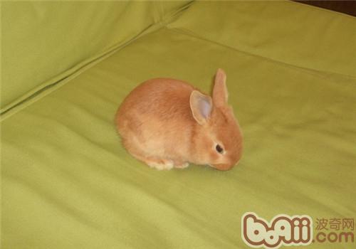 柏魯美路兔的飼養環境布置