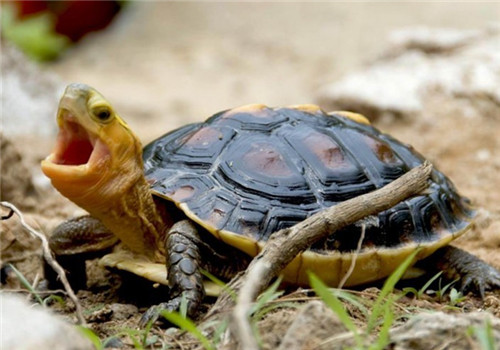 黄缘闭壳龟的饲养要点