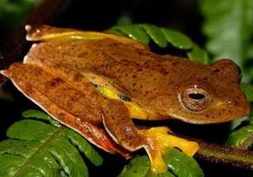 棕叶掌树蛙的形态特征