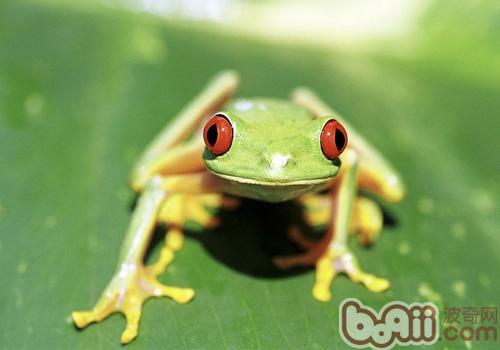 棕叶掌树蛙的生活环境